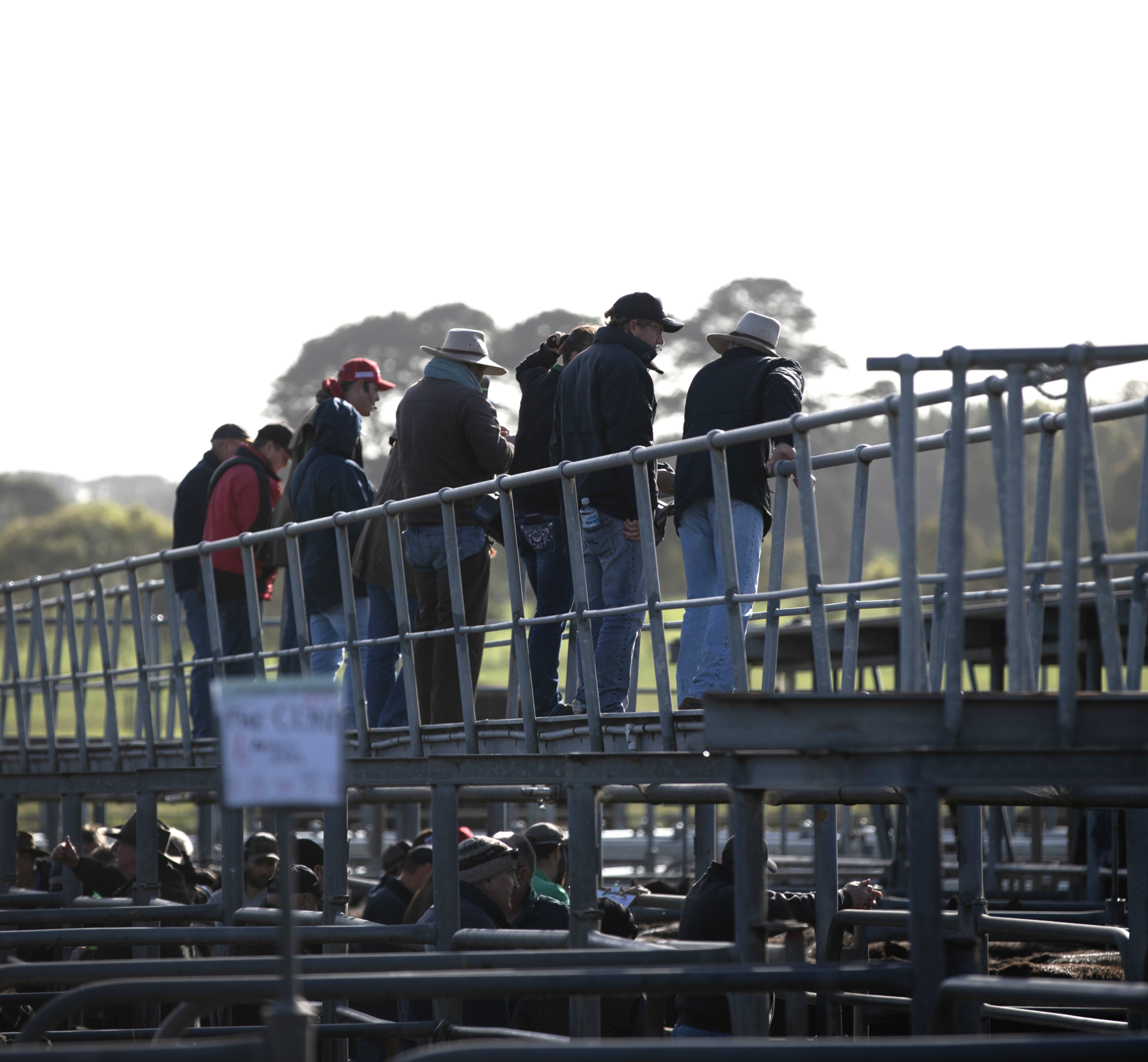 Stock agents watch the sale from the yardrails at the Mount Gambier and District Saleyards