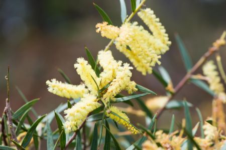 Telfords Scrub Flower