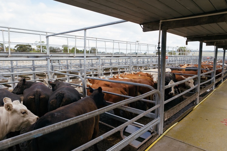 Saleyards Saleyards